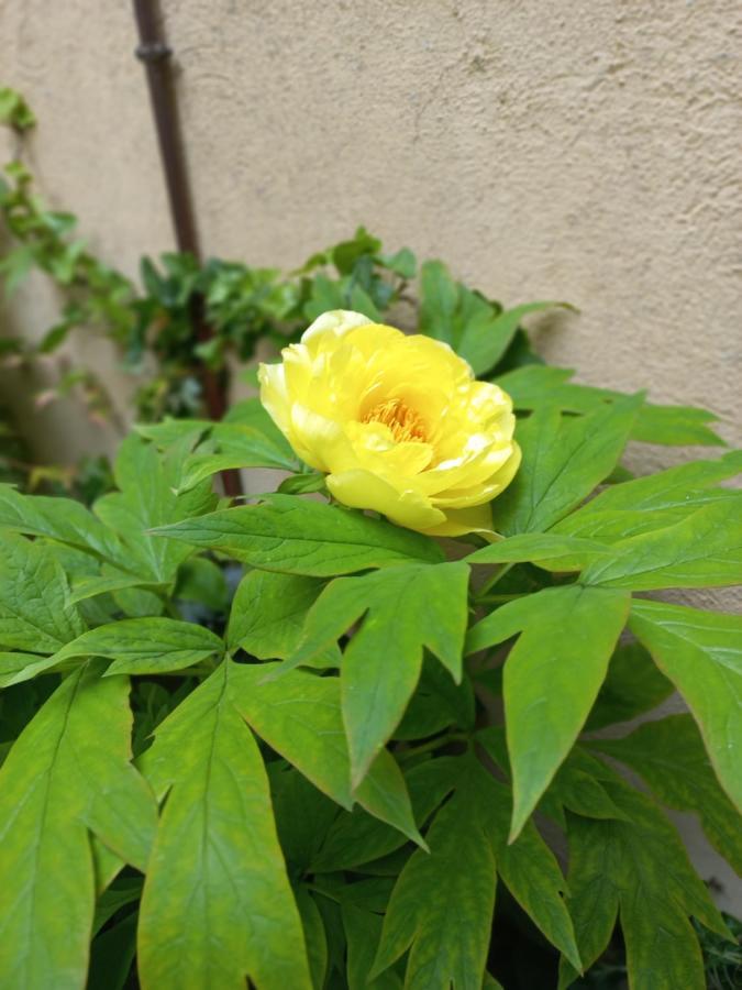 博洛尼亚Giardino Segreto - History And Design公寓 外观 照片